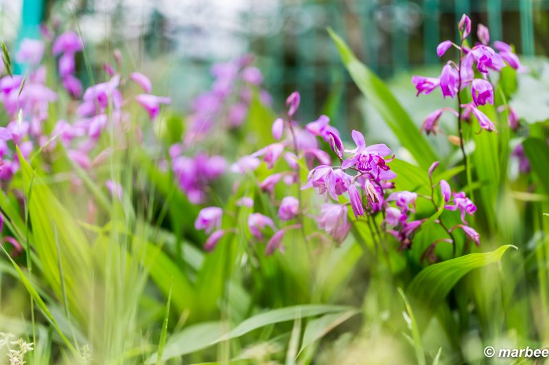 紫蘭 この花なんて言うの？知らん