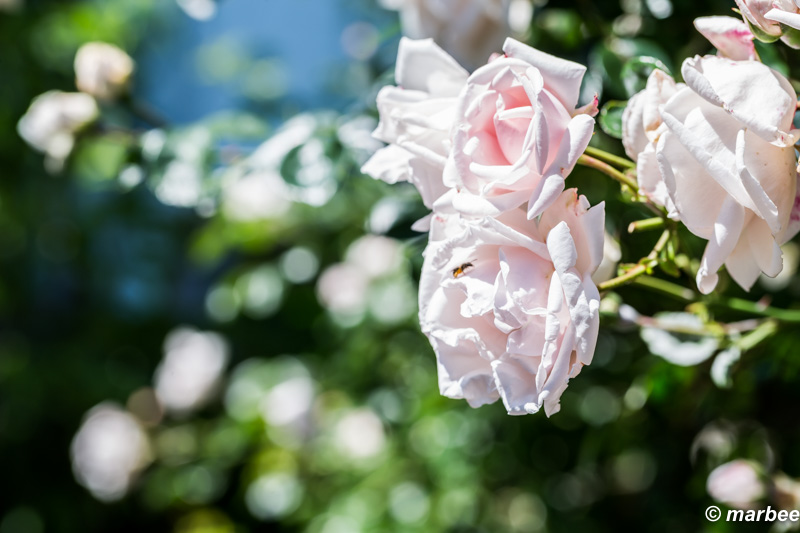 ハマミライ 都市の名前が付いた薔薇