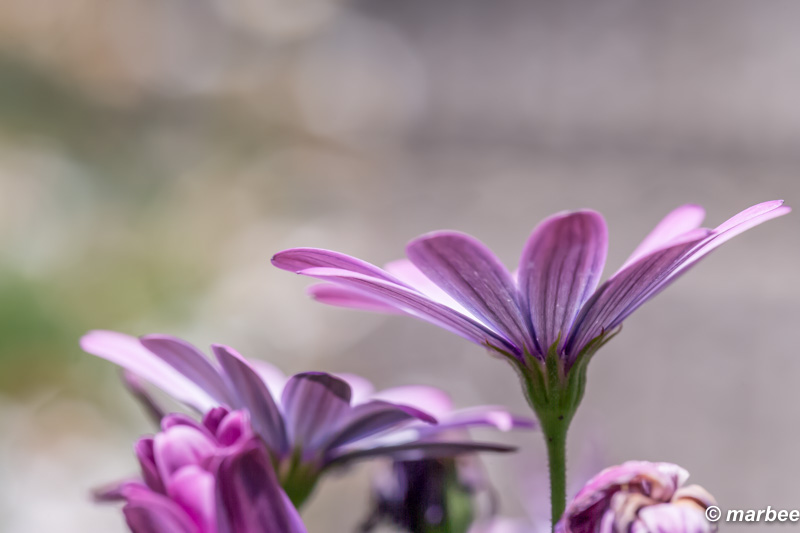 オステオスペルマム 横から見るとセクシー