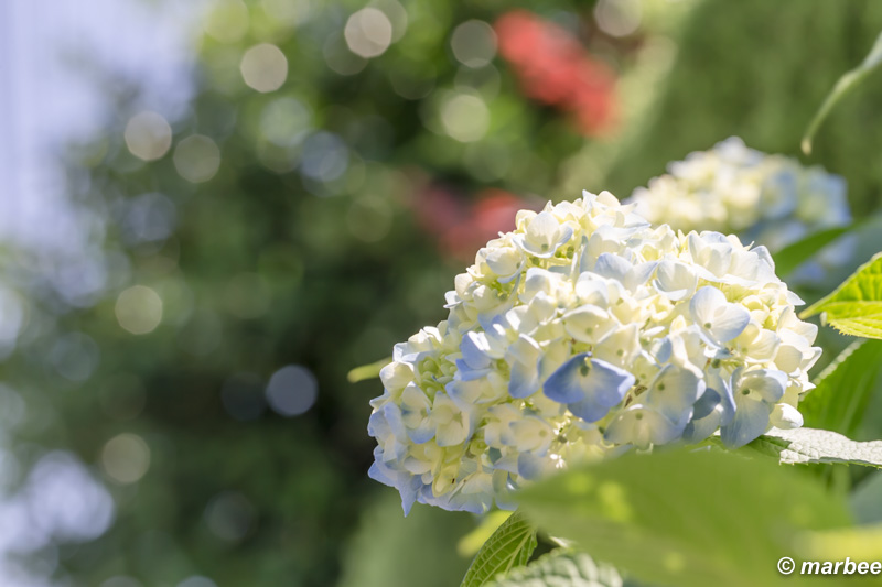 紫陽花 咲き始めました。もうすぐ梅雨ですね