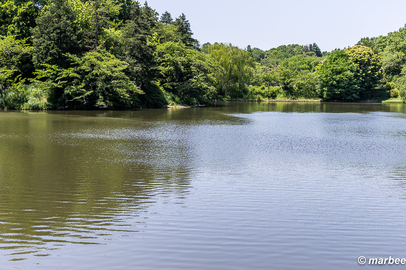 ある初夏の風景 気持ちの良い風が流れていた