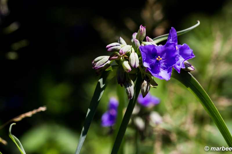 紫露草 名前当たっているかな？