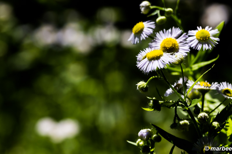 春紫苑 私は好き