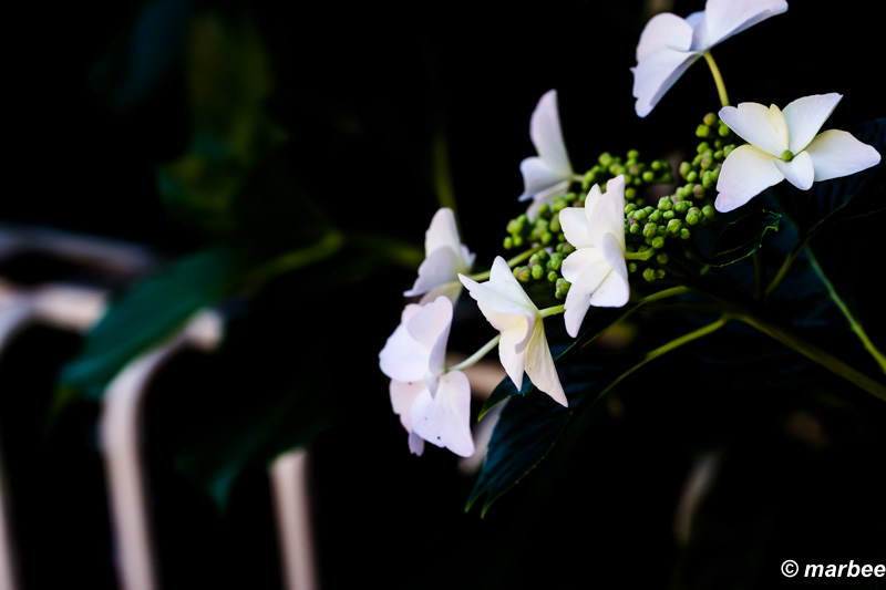 額紫陽花 梅雨の足音が聞こえる