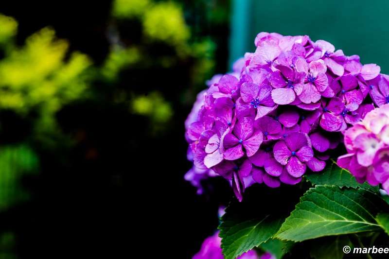紫陽花 紫 本格的に満開です