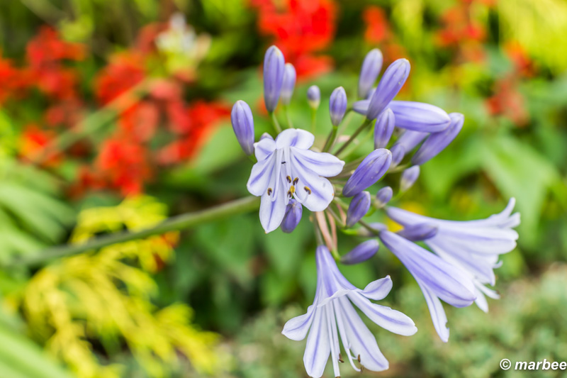 アガパンサス 咲き始めましたぁ まだ一分咲