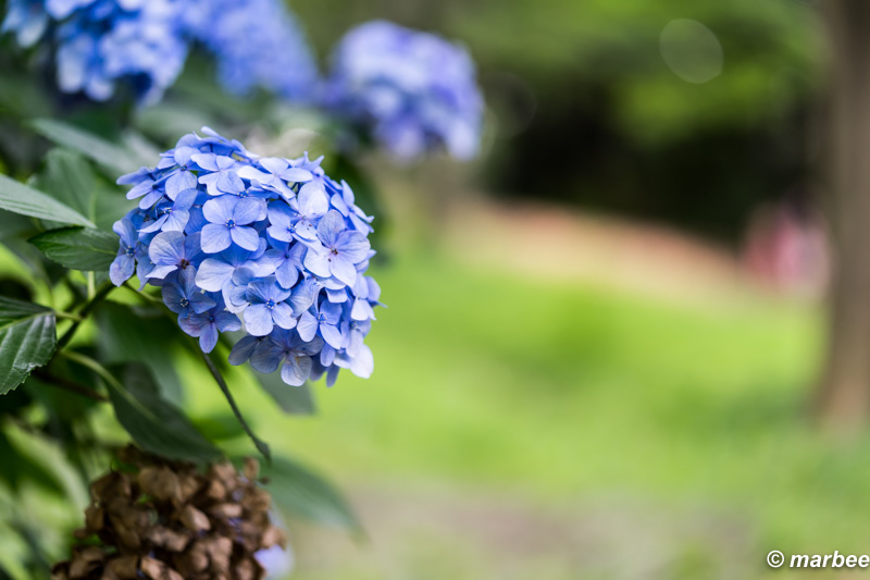 紫陽花 梅雨が開けたら夏だよ