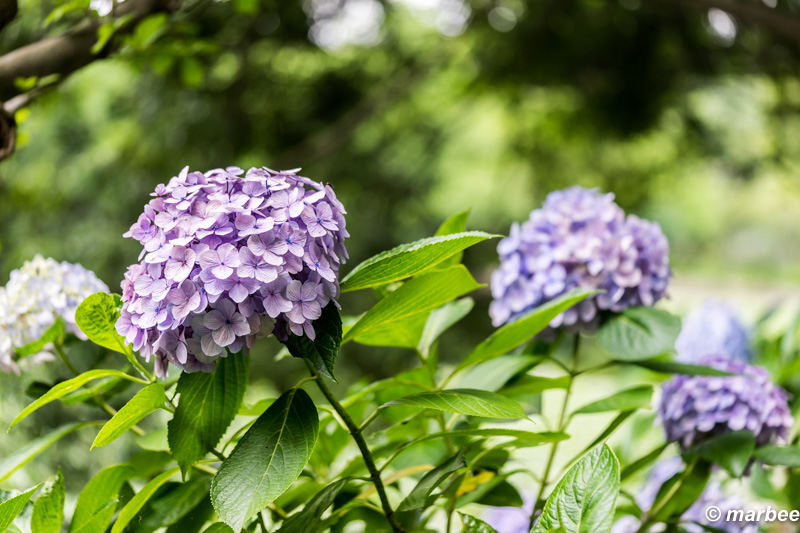 紫陽花 シーズンオフになる前に写真出さないと