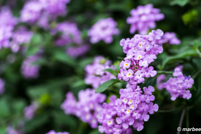 ランタナ 酷暑で写真を撮りに行けません