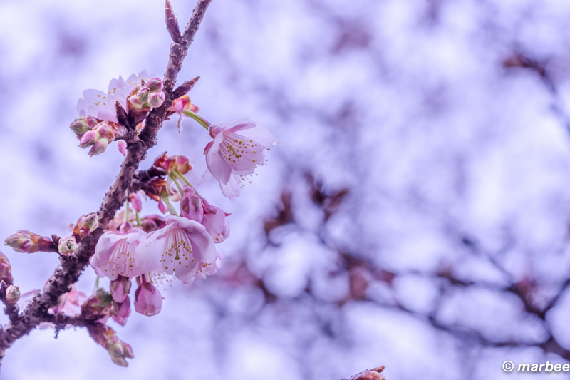 寒桜 儚く咲き誇る