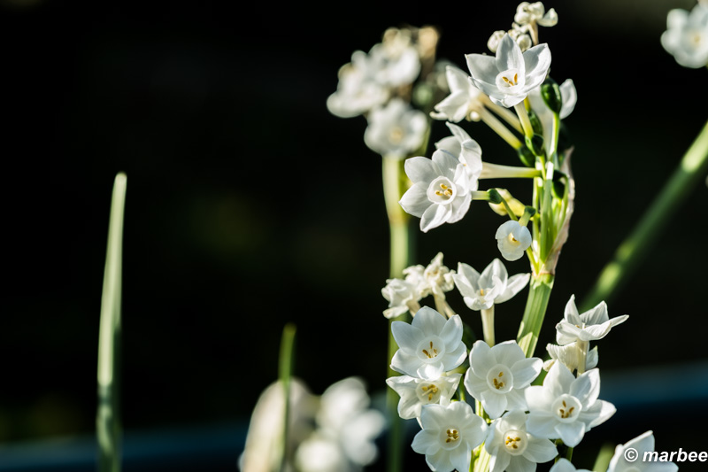 写真 水仙 201601 毎年恒例だけど。(^^ゞ