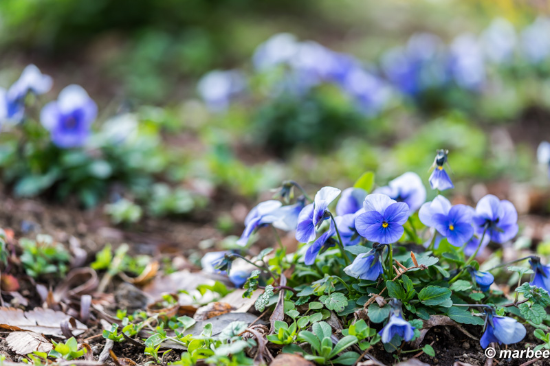写真 ビオラ 201601 パンジーの小さいの