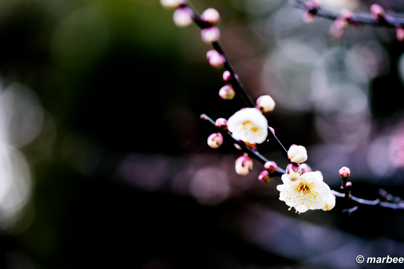 梅の花 季節だからね。(^_^)