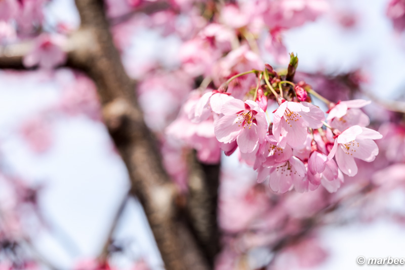 写真 染井吉野 201601 桜の季節は終わったけれど