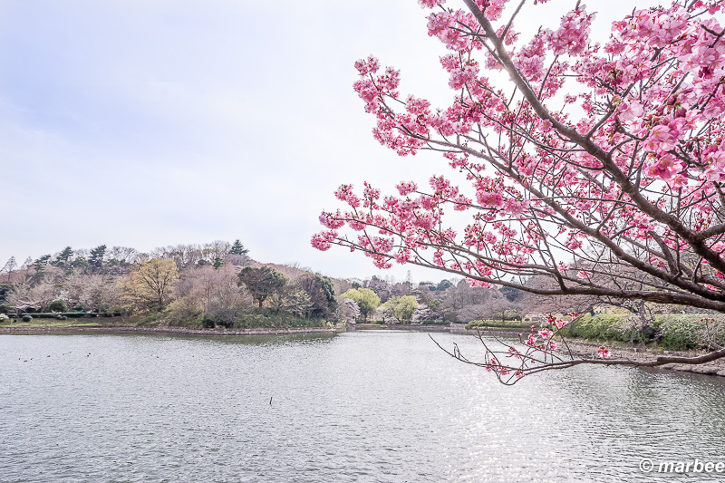 写真 ある春の1日 201602日本で最も美しく過ごし易い季節
