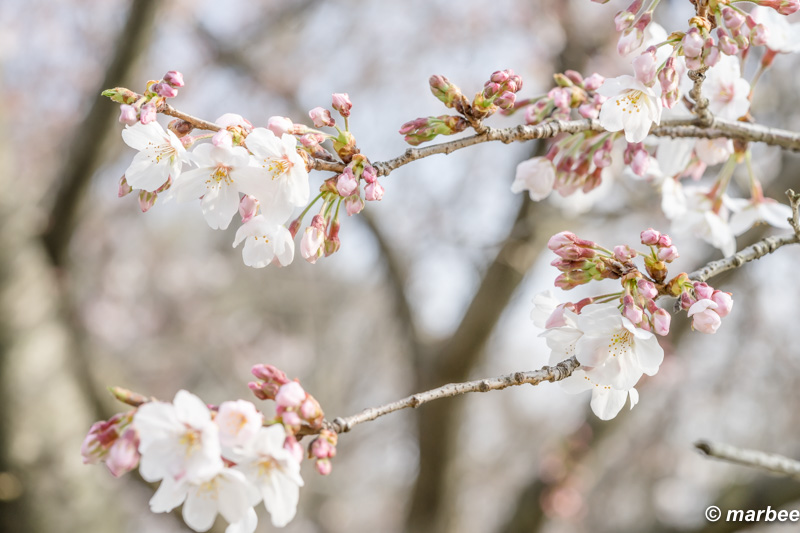 写真 染井吉野 白いの出すの忘れていた