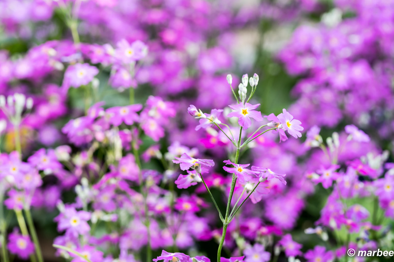 写真 サクラソウ 201601 季節は過ぎ去ってしまったけど