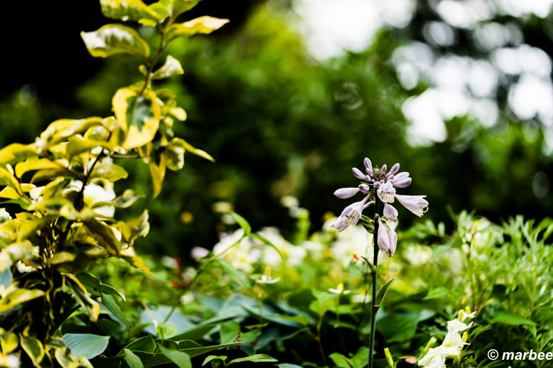 写真 擬宝珠 201601 食べられるらしいよ。(=゚ω゚)ノ