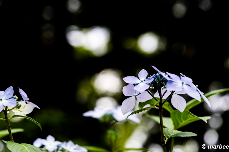 写真 額紫陽花
