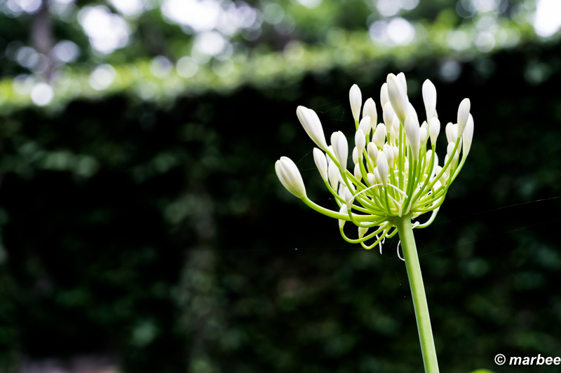 写真 アガパンサス もうすぐ咲きます
