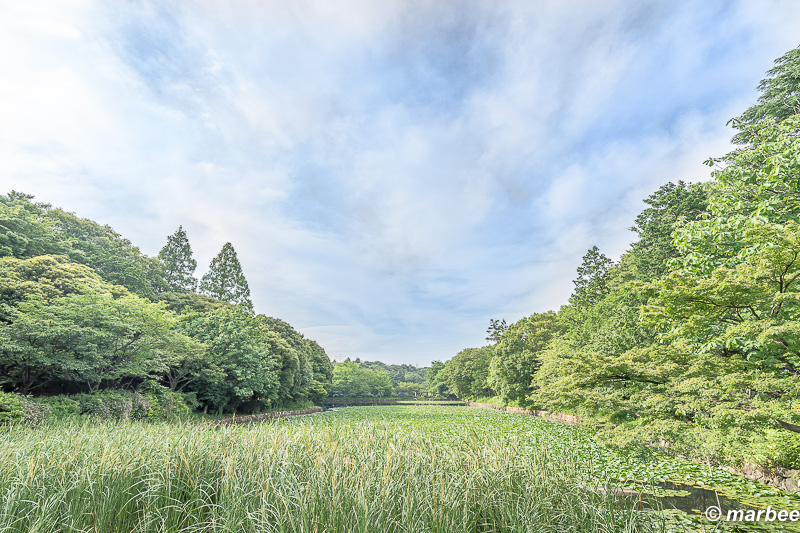 写真 ある夏の日の風景 植物は元気