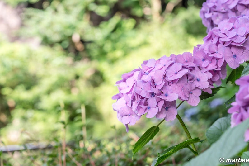 写真 紫陽花 季節は過ぎる