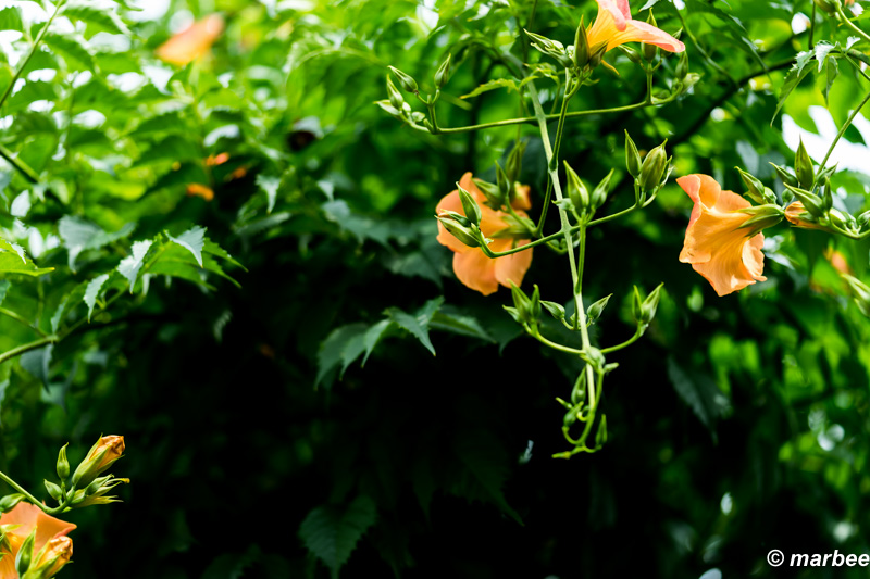 写真 ノウゼンカズラ まだまだ暑い。(ヽ´ω`) ゲッソリ