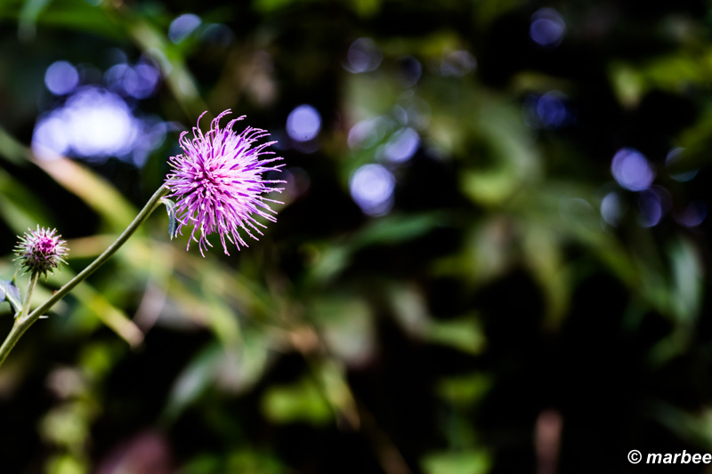 写真 アザミ 秋を感じる
