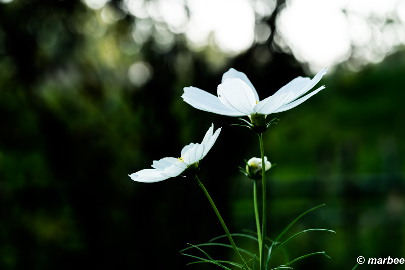 写真 コスモス 暦の上ではそんな季節