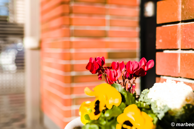 黄色のパンジーがベッタリ潰れている