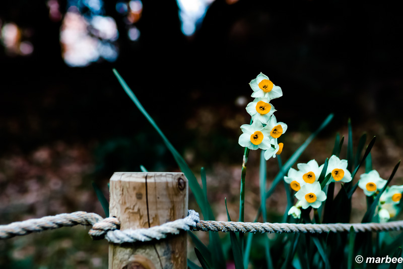 右下の水仙が潰れている