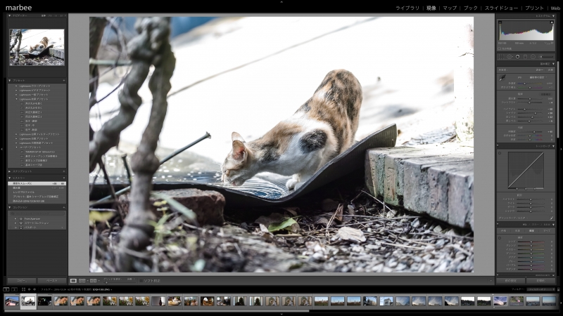 SDQHのDNGファイルをLrで現像