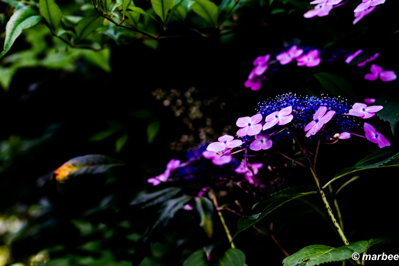 We will inform you of the rainy season